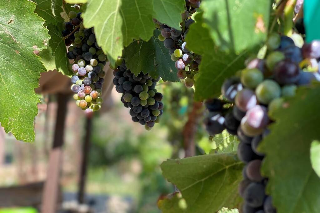 Cabernet Cottage コットンウッド エクステリア 写真
